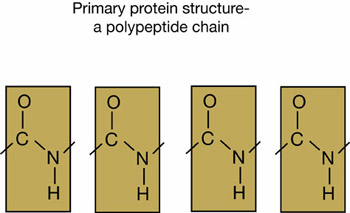 polypeptide chain